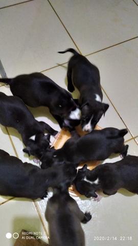 Filhos de pit bull /América bully - Foto 4
