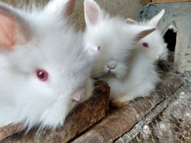 Mini coelhos lion de olhos vermelhos - Foto 2
