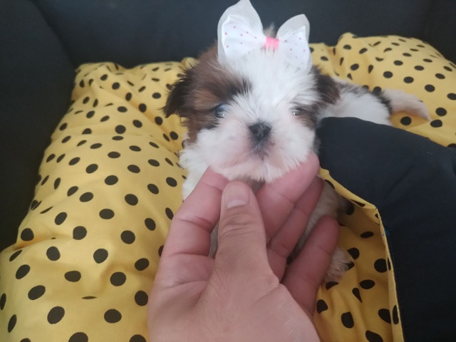 SHIH TZU - Foto 3