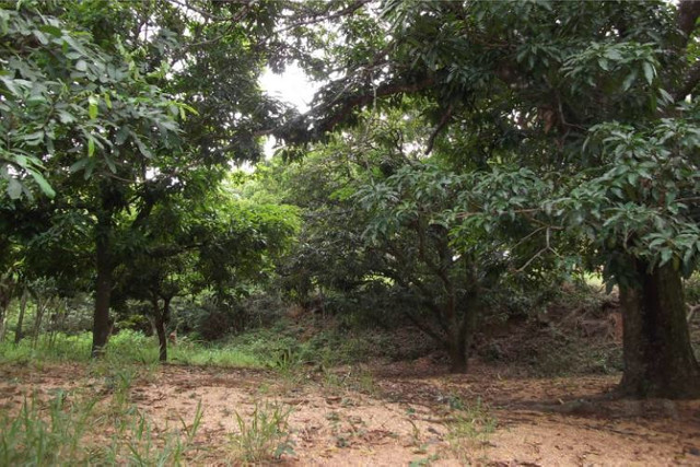 1.000 metros com Riacho OPortunidade Serra do Cipo - Foto 5
