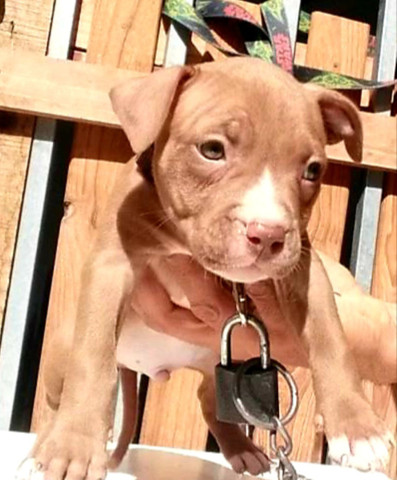 American Pit Bull Terrier (blacker x Garner Little Gator) - Foto 3