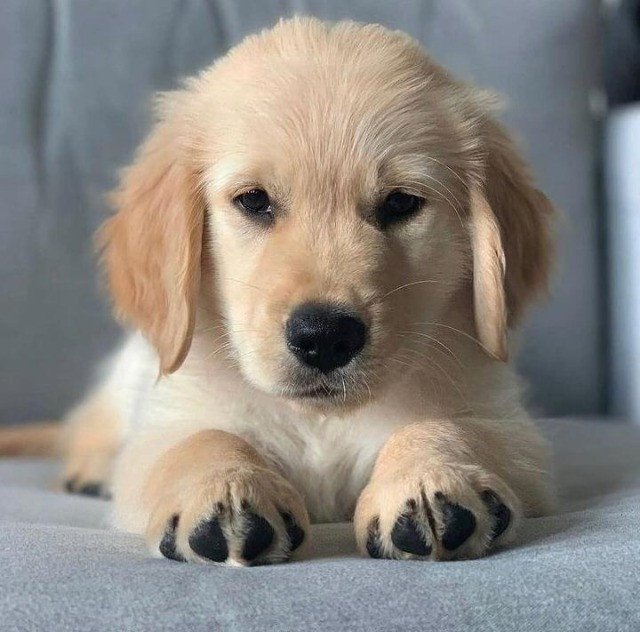 Filhote golden retriever olx Clearance