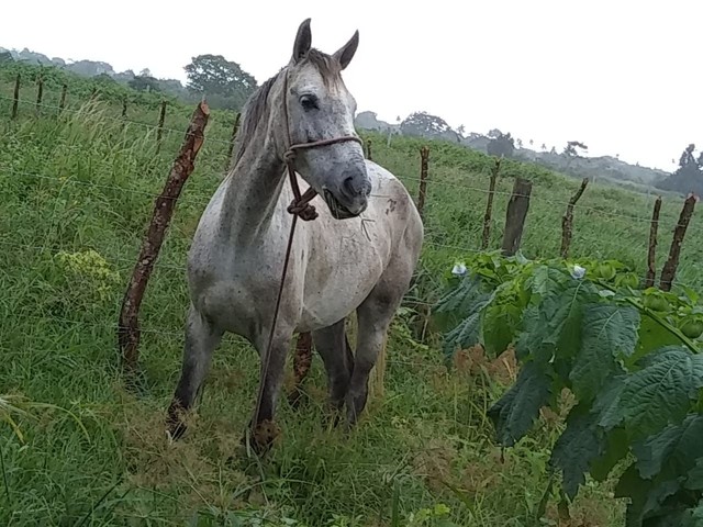 Égua de picado, mansa pode montar criança 