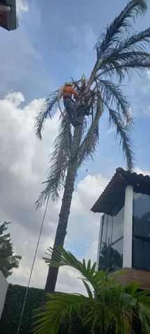 Poda e corte de árvores  - Foto 2