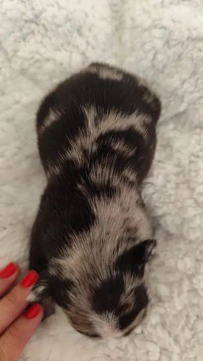 Bulldog Francês filhote puro