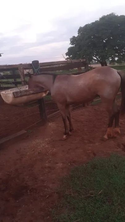 Potro Quarto rosilho  - Foto 4