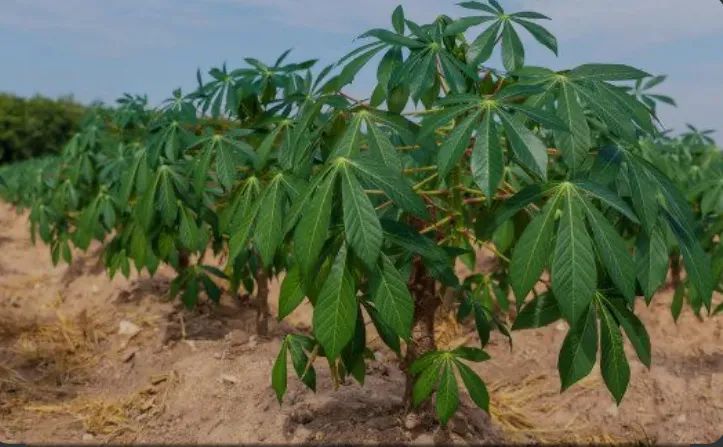 Ramas de mandioca para plantio - Foto 4