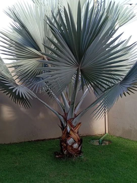 Palmeira  4 mt - Deixe seu jardim ainda mais bonito!