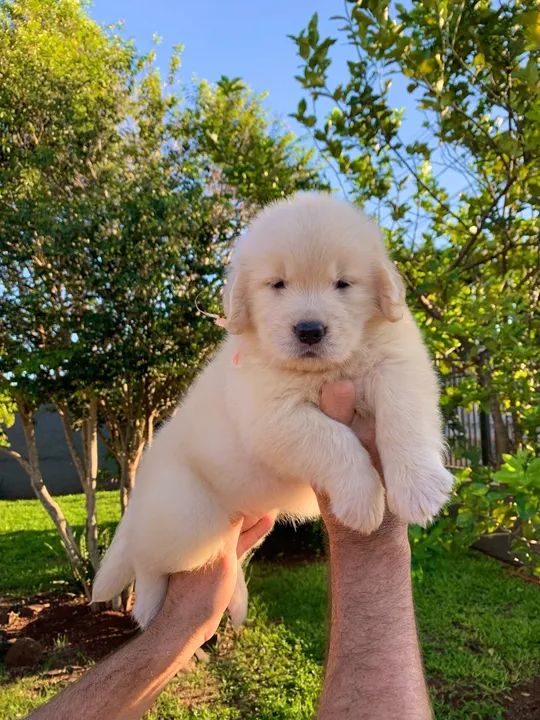 Filhote Golden Retriever - Fêmea