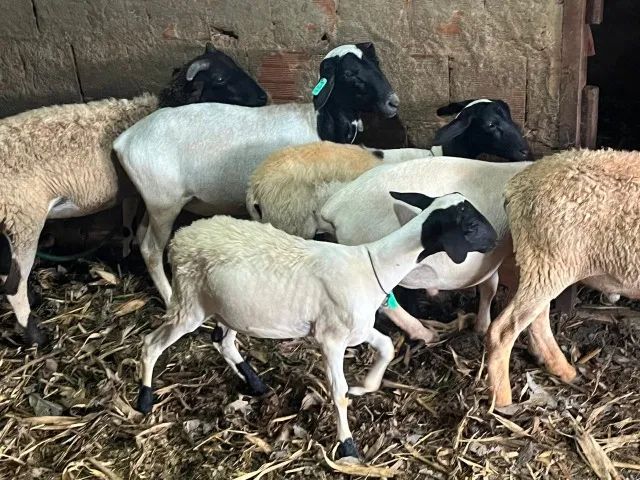 Carneiros e Borregos - Foto 6