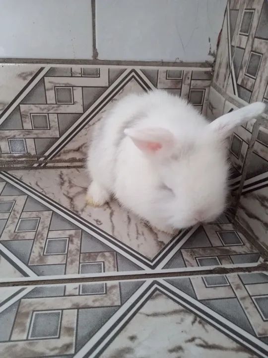 Filhotes Coelhos Mini Lion R$30,00 - Foto 2