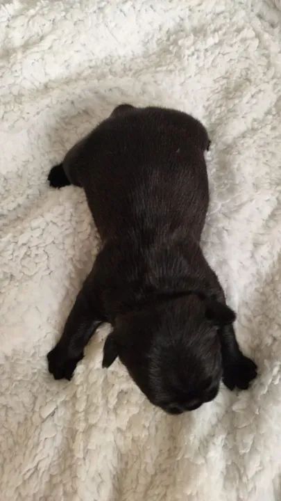 Bulldog Francês filhote puro - Foto 4