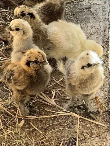 Pintinhos de Galinha Sedosa 