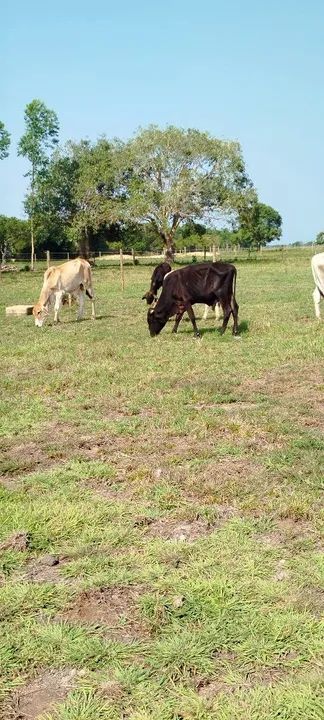 Venda de bezerro - Foto 3