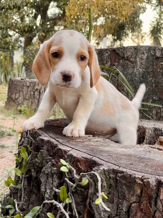 Filhote Beagle disponível para Bahia