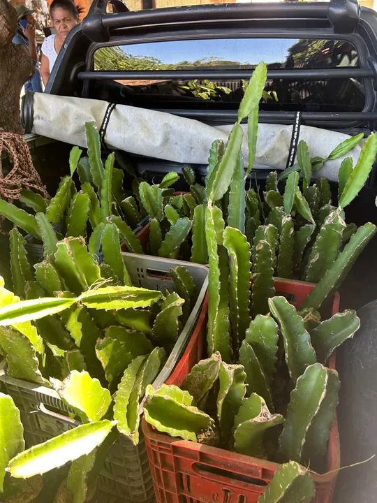Mudas de pitaya - Foto 2