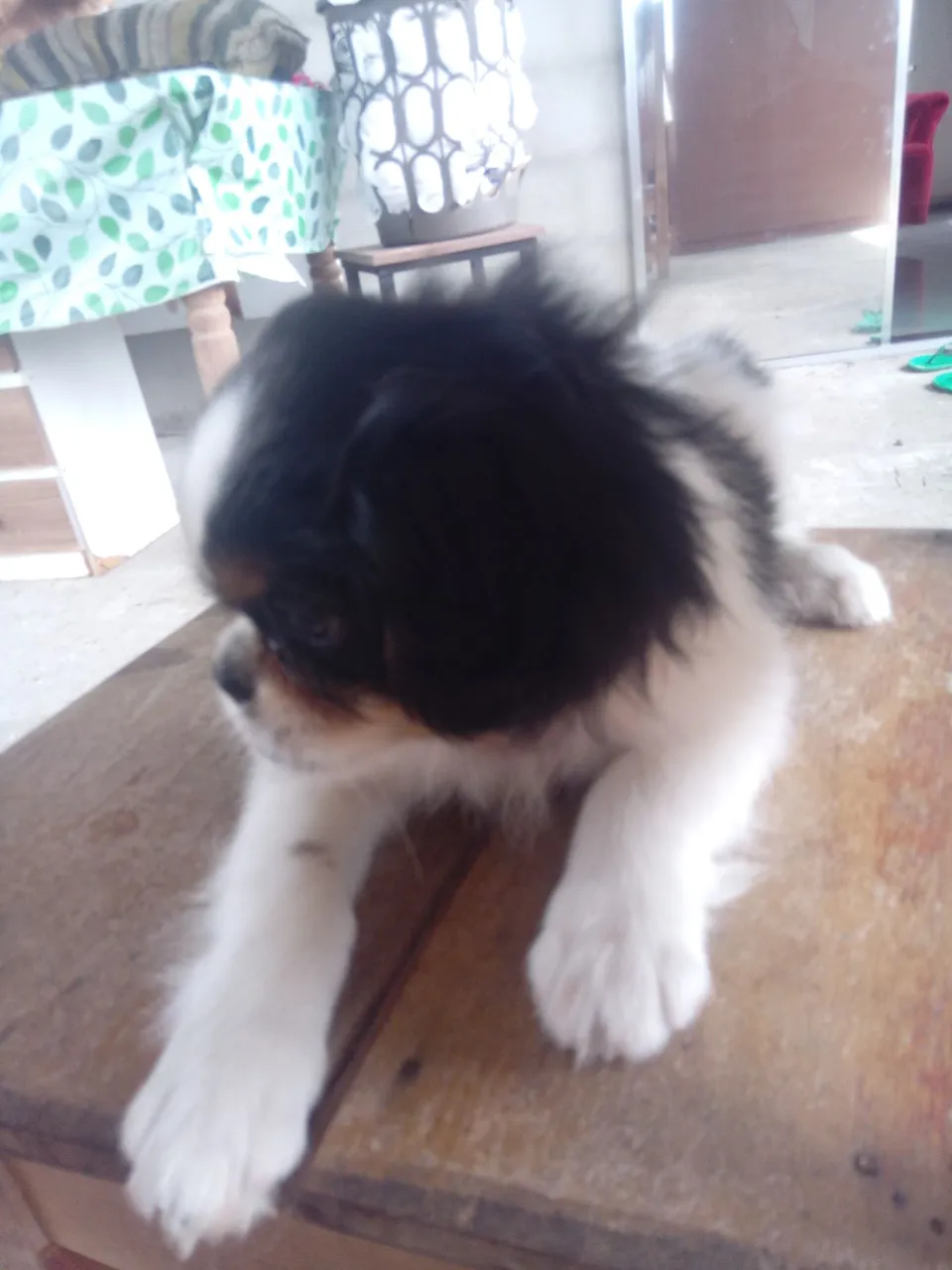 Filhote de Shih Tzu fofos 