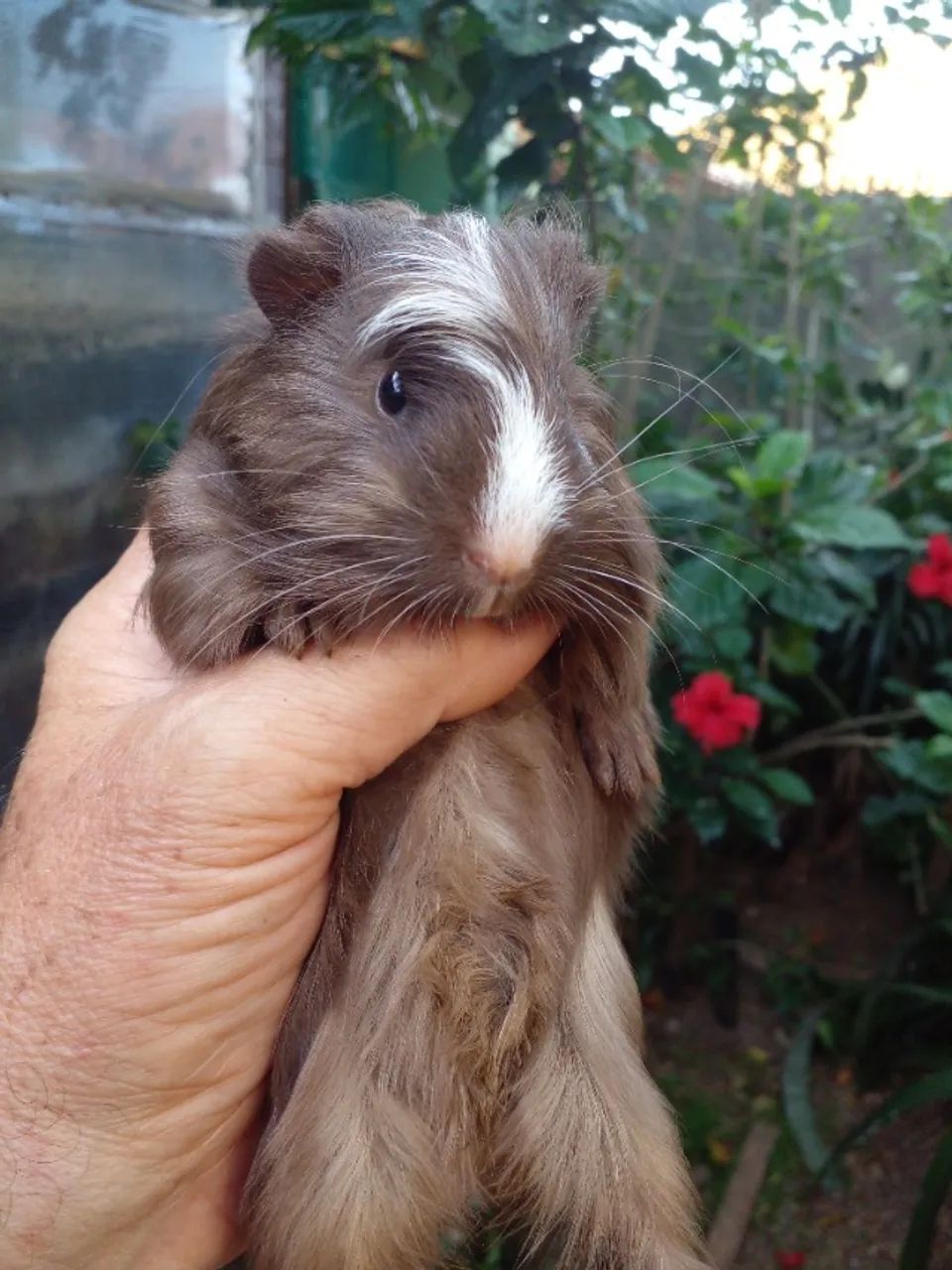 Porquinho da India, a partir de - Foto 2