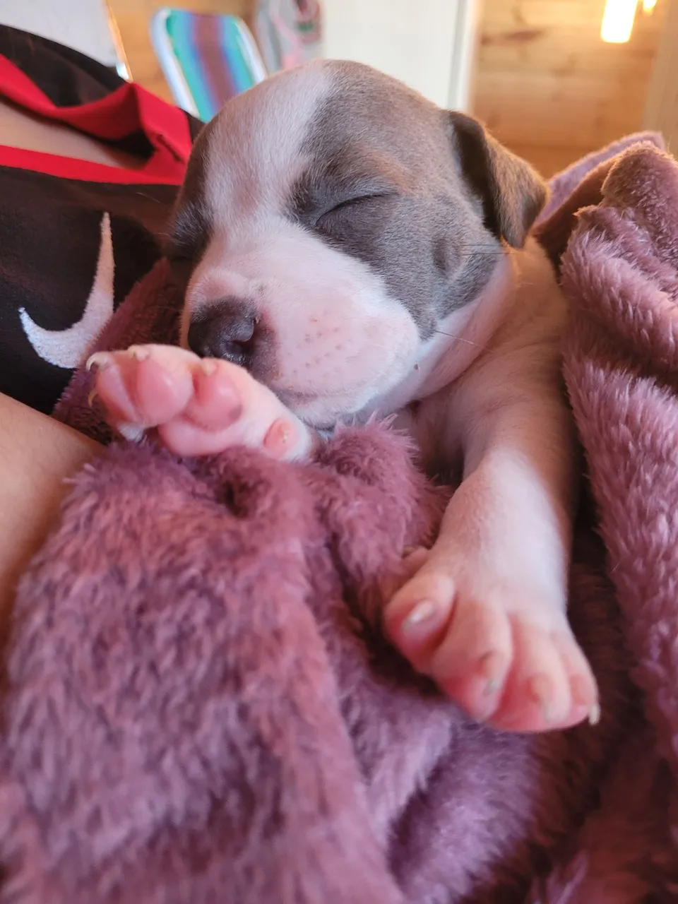 Filhote American Staffordshire Terrier