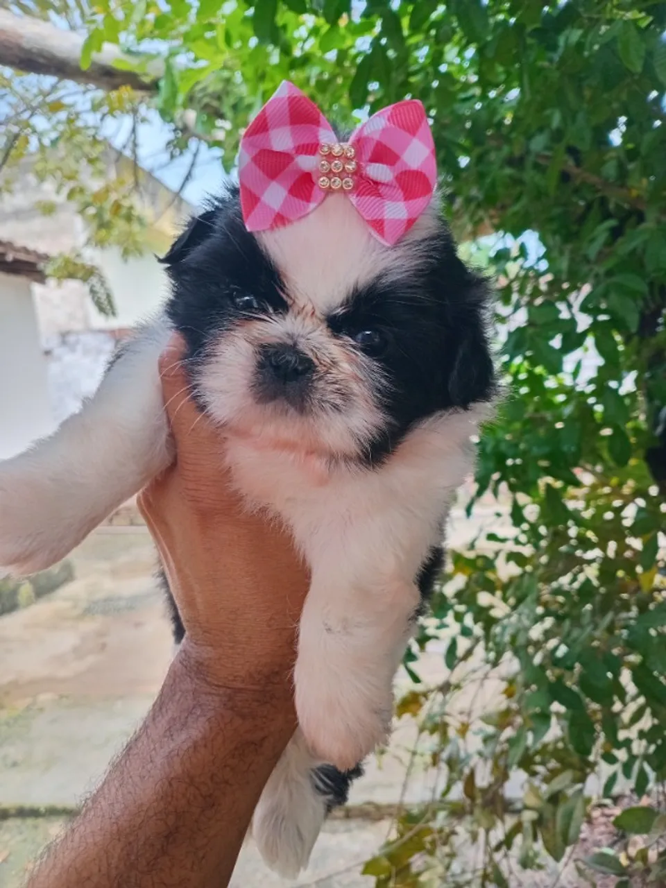 Cachorro Stzu