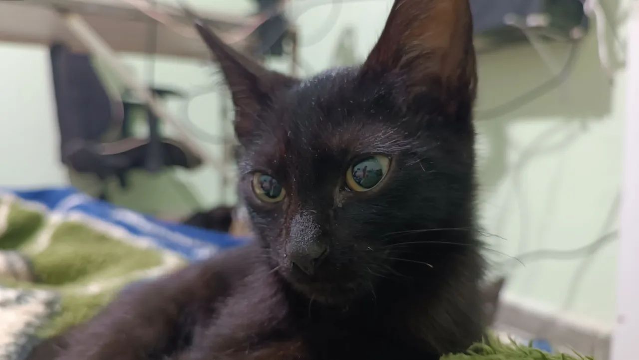 Filhote macho  - Foto 2