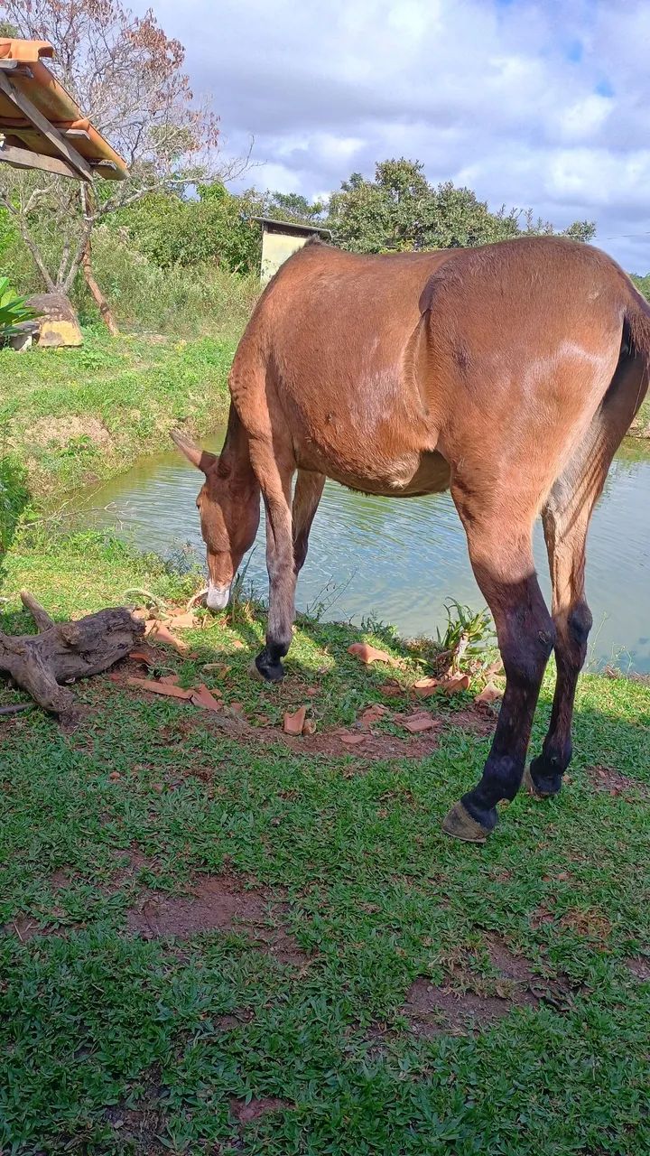 Vendo mula ou troca pro cavalo - Foto 4