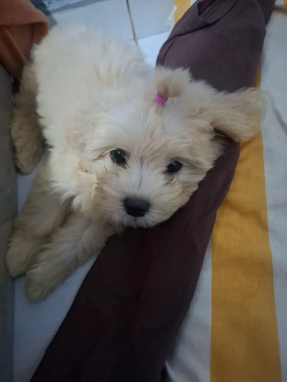 Filhote Shih Tzu fêmea