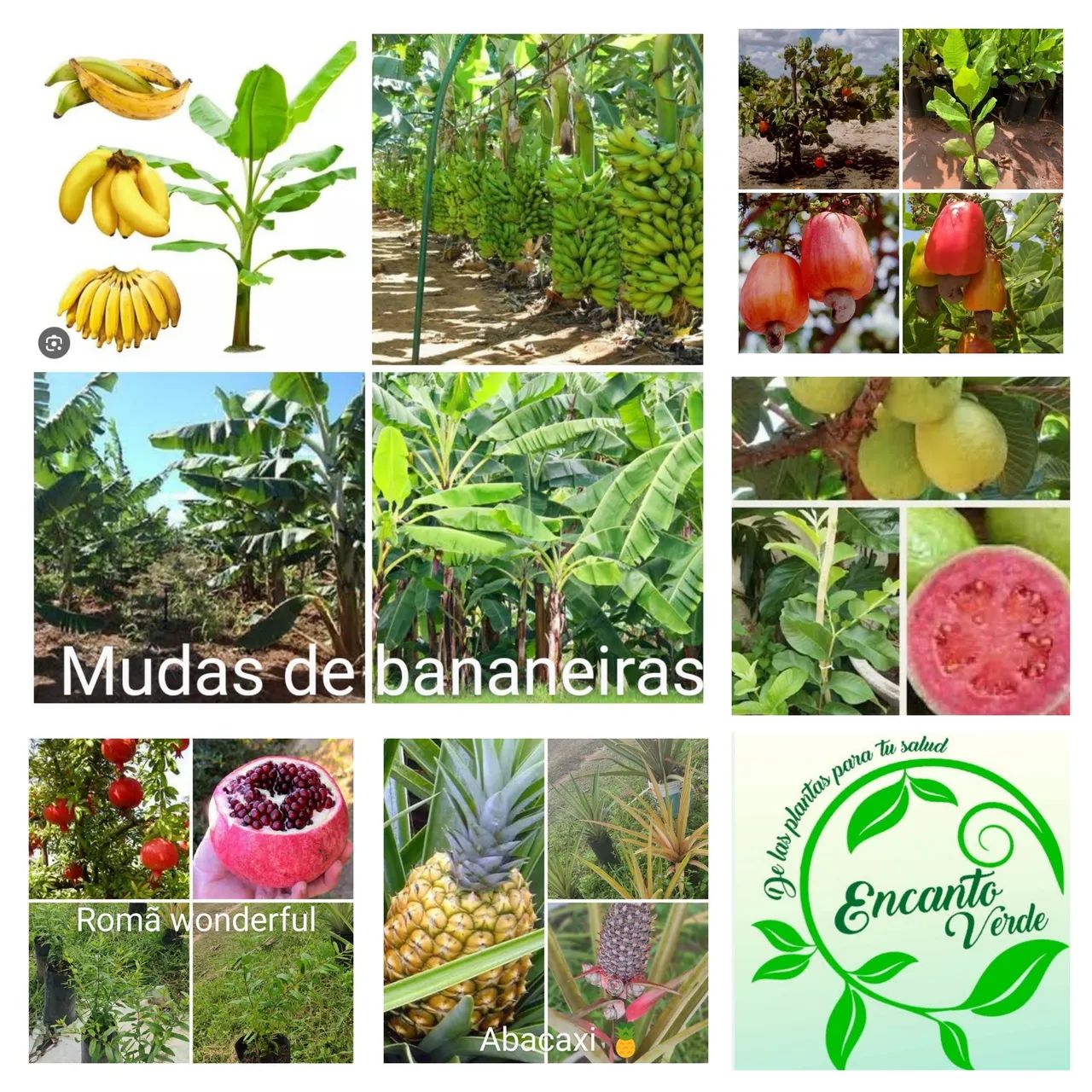 Fruta pão mudas - Foto 4