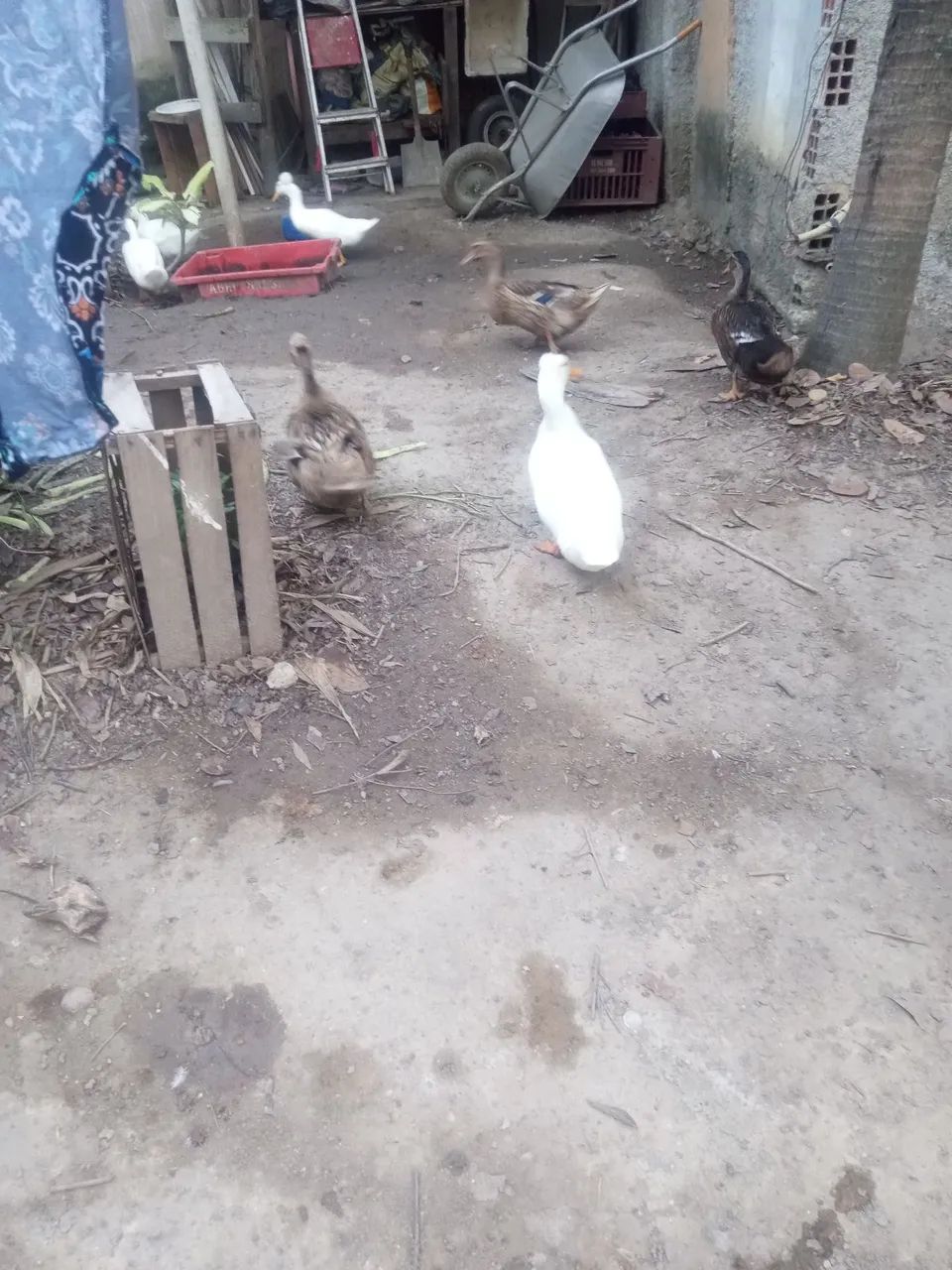 Ovos de marreca  - Foto 3