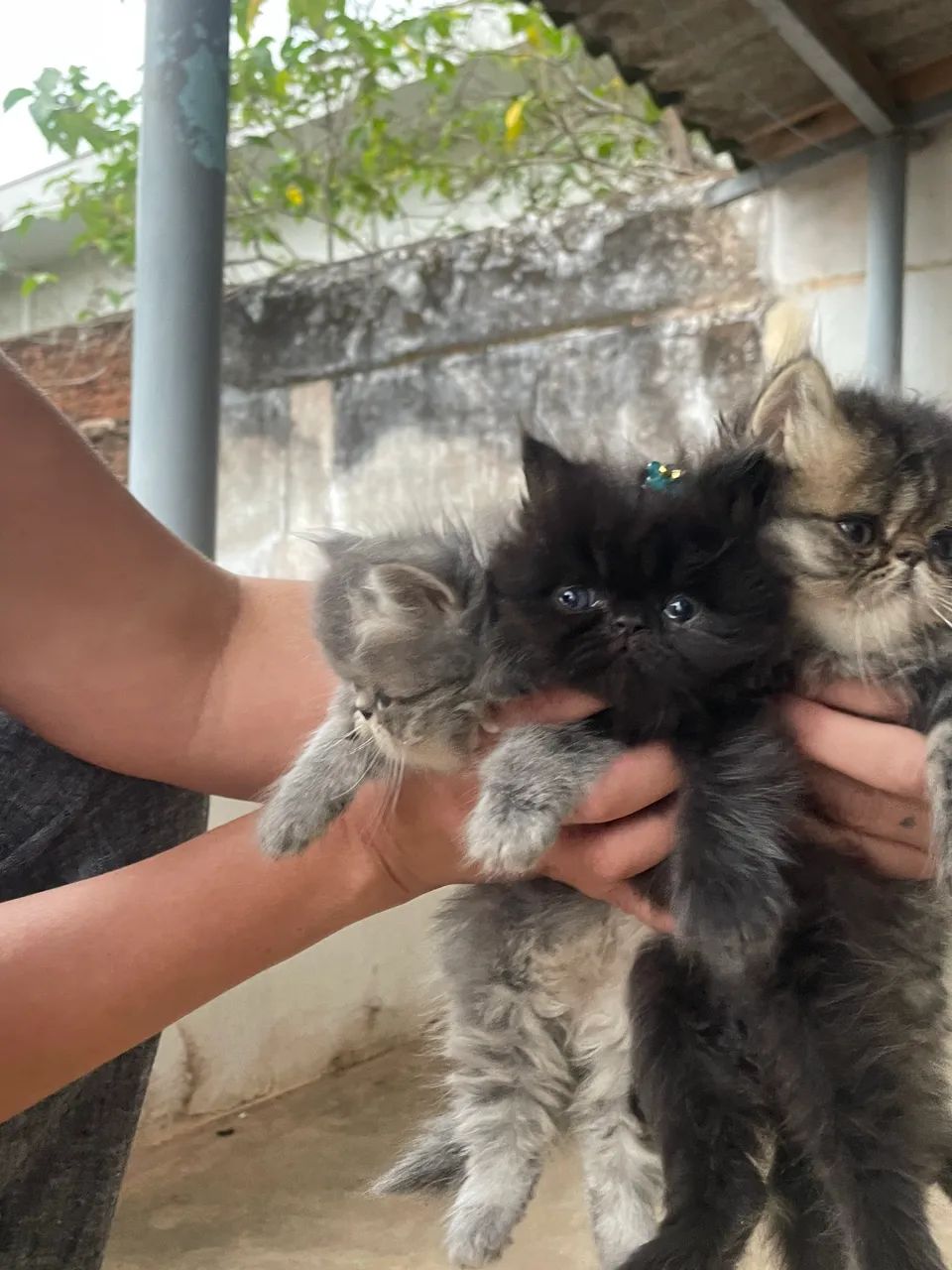 Gato persa  - Foto 3