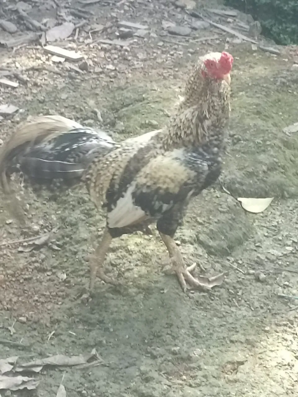 Venda de um galo 