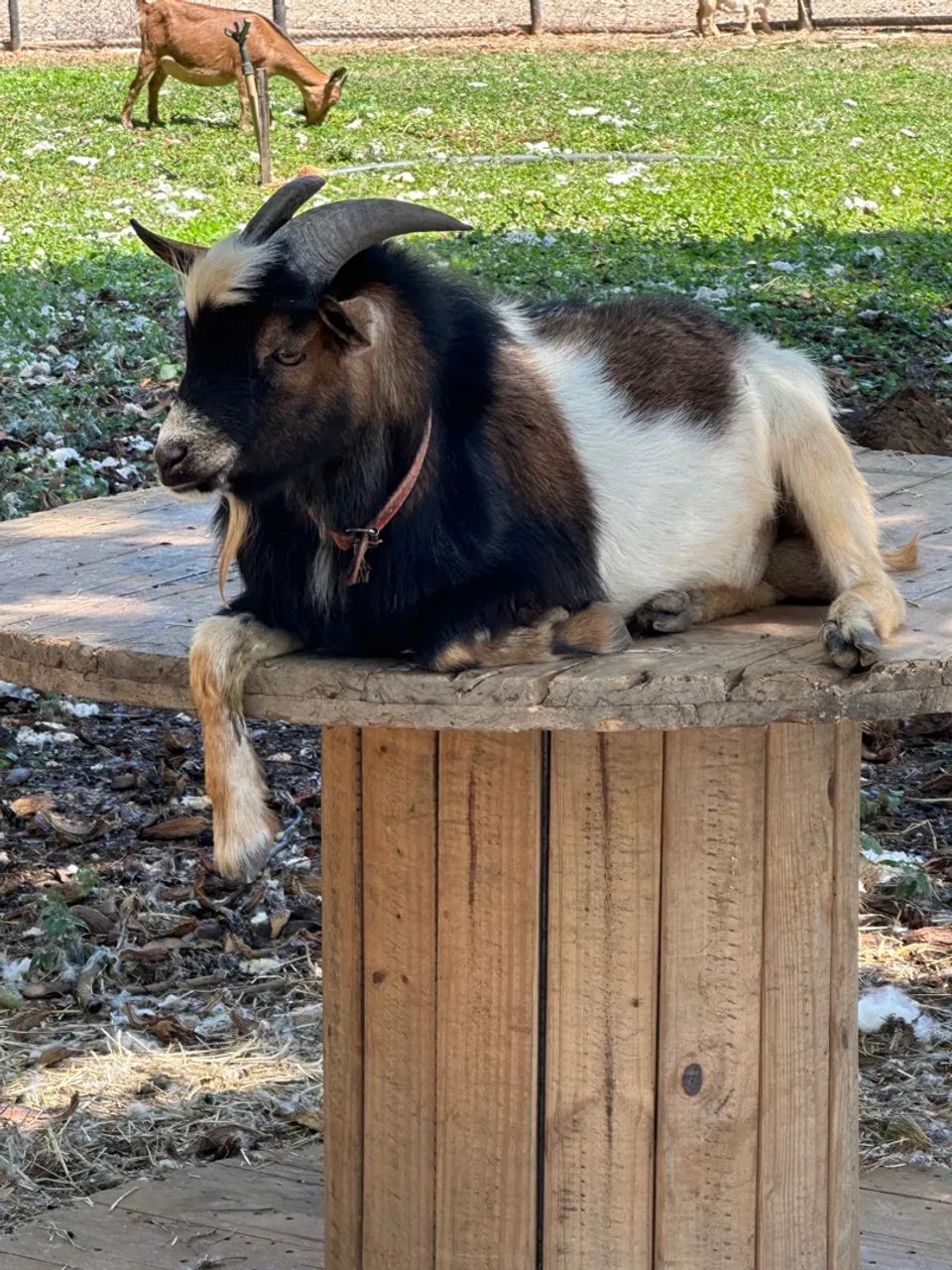 Mini bode tricolor (mini cabra, mini animais) - Foto 4