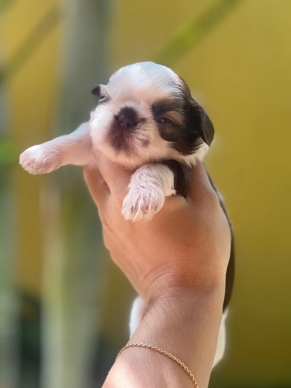 Filhote de Shih Tzu