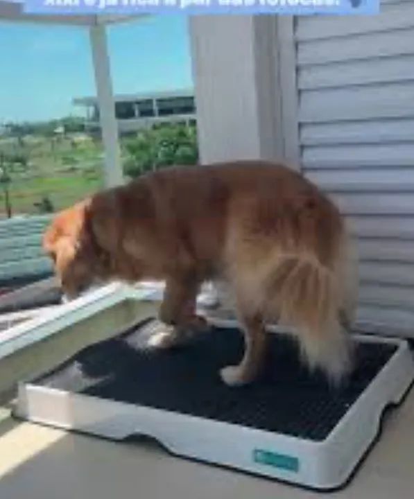 Banheiro inteligente (Weasydog) - Foto 4