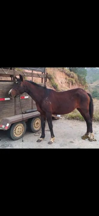 Égua preta mangalarga mineira  - Foto 2