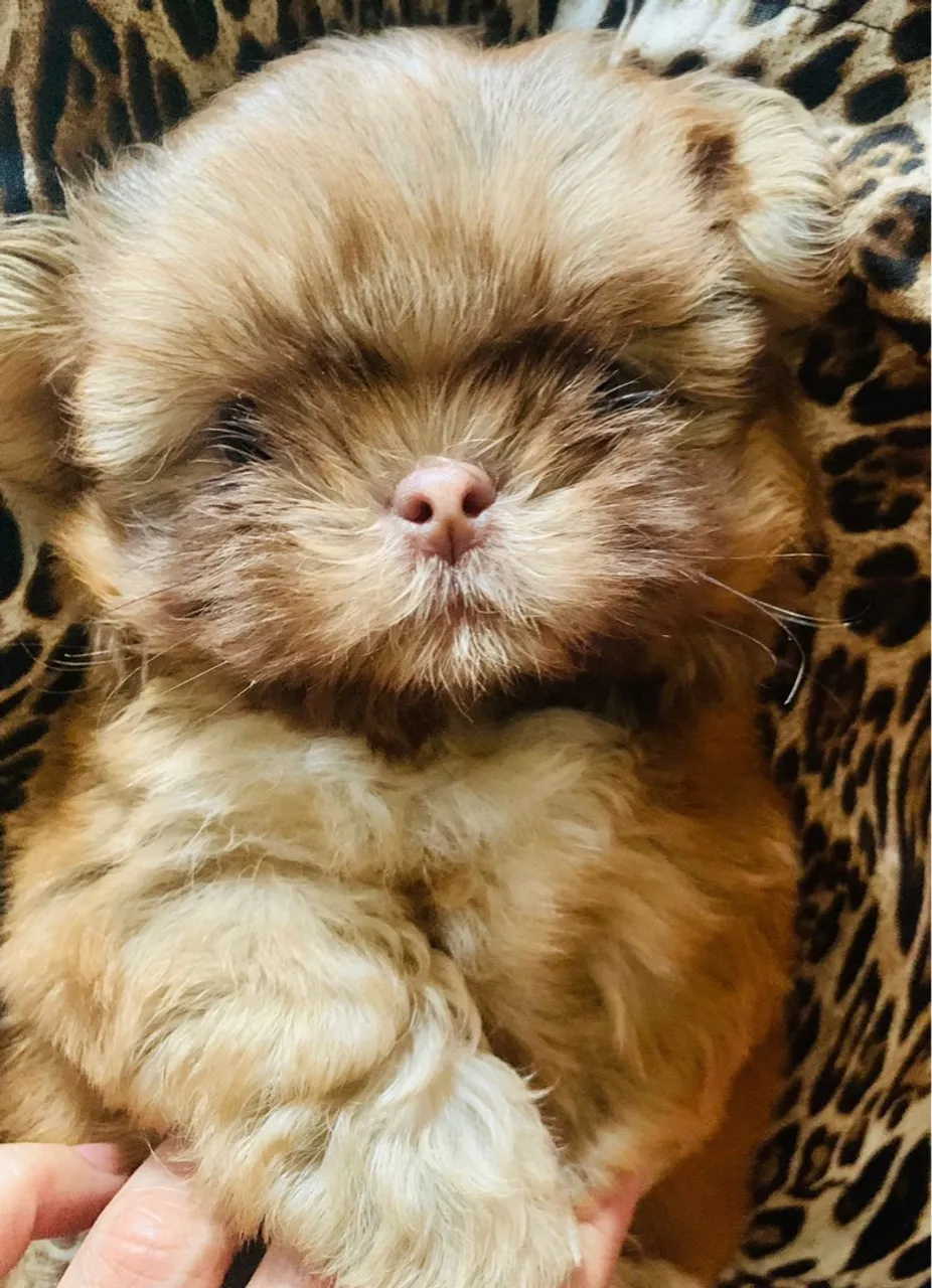 Shih Tzu