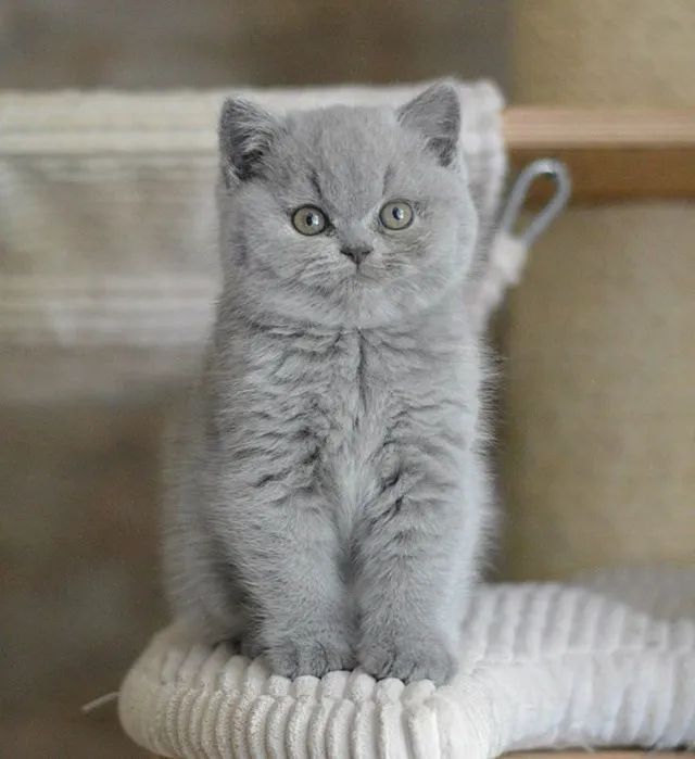 British Shorthair de excelente padrão