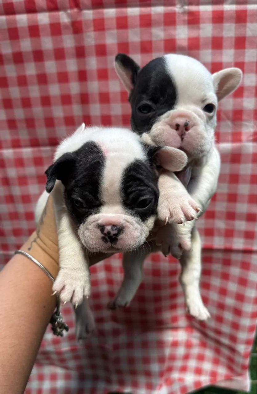 Bulldog Francês com Garantia, Pedigree e Pagamento na Entrega