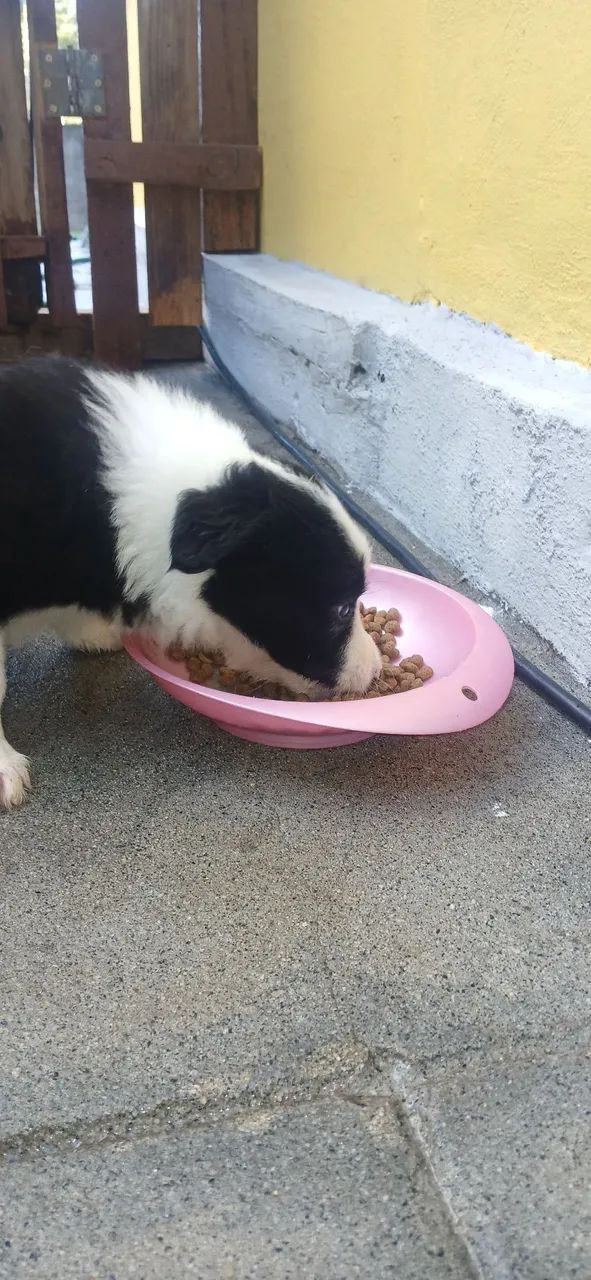 Border Collie filhote fêmea  - Foto 4