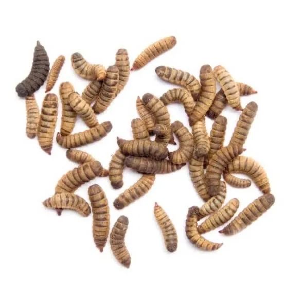 Mosca soldado negro alimento para animais de estimação. - Foto 2