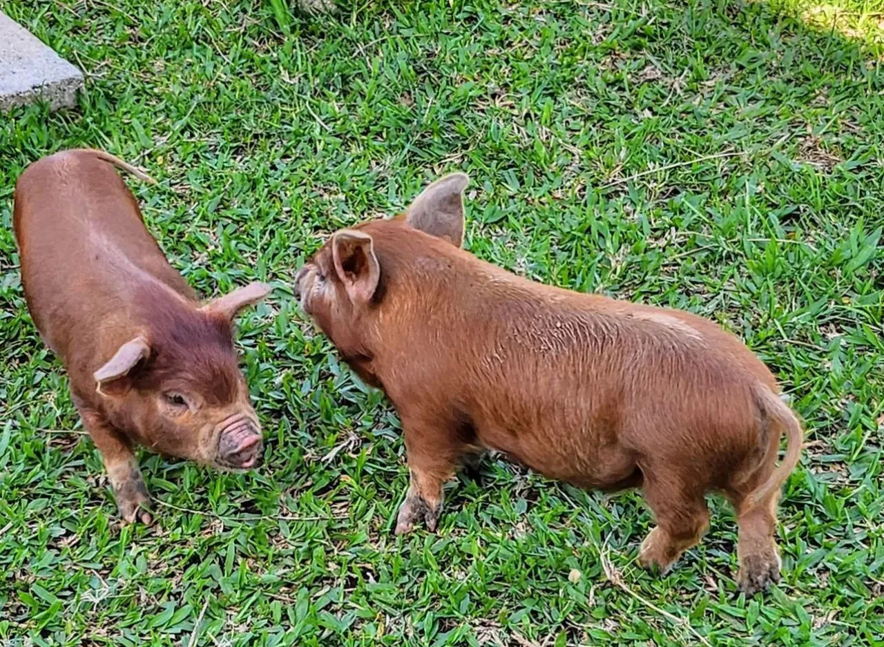 Mini pigs