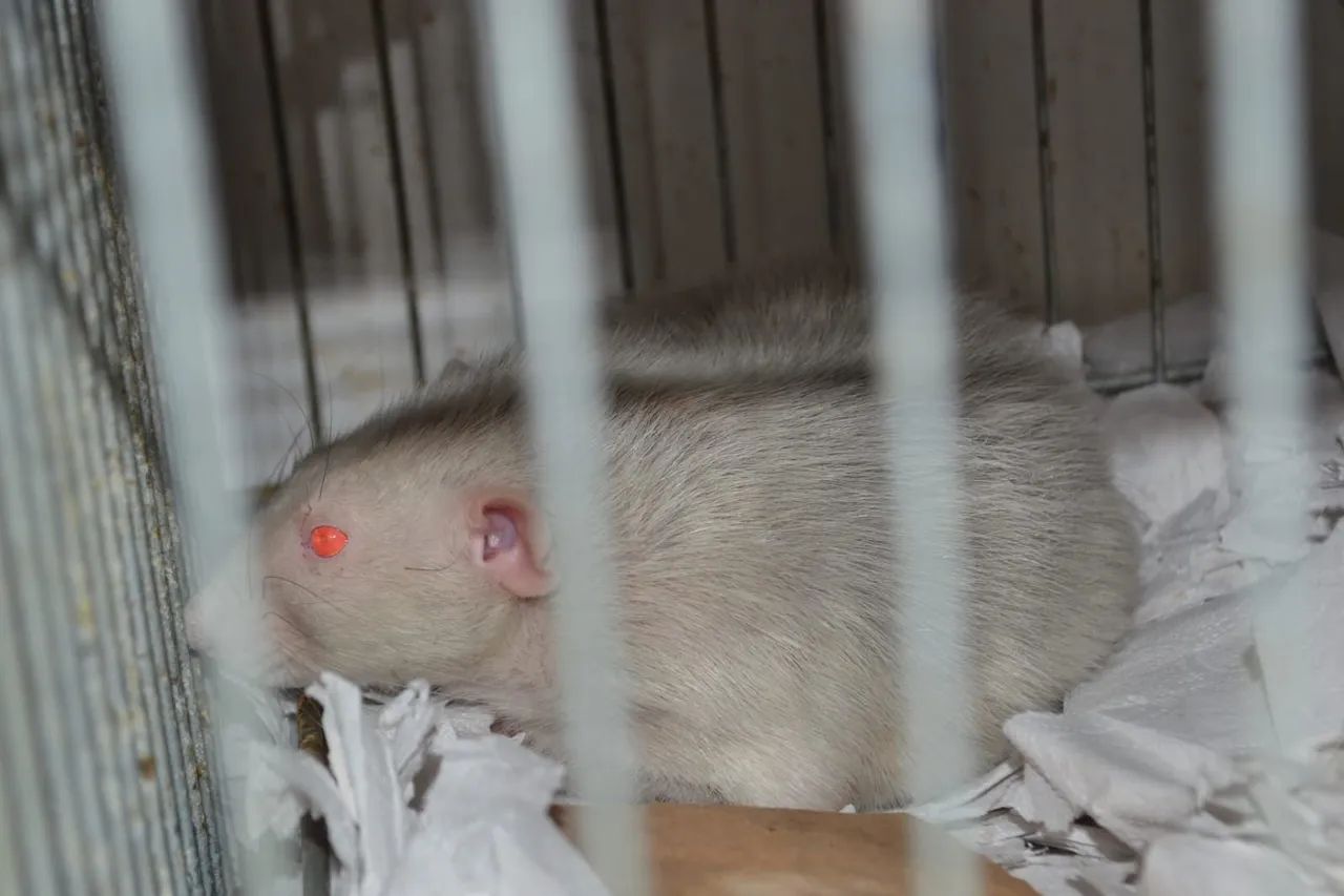 doação urgente rato twister - Foto 3