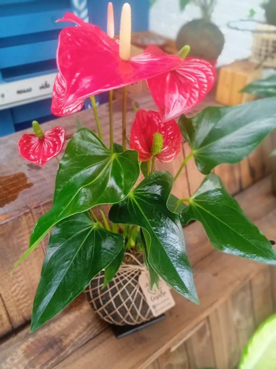 Antúrio em Kokedama - Planta de Interior - Foto 2