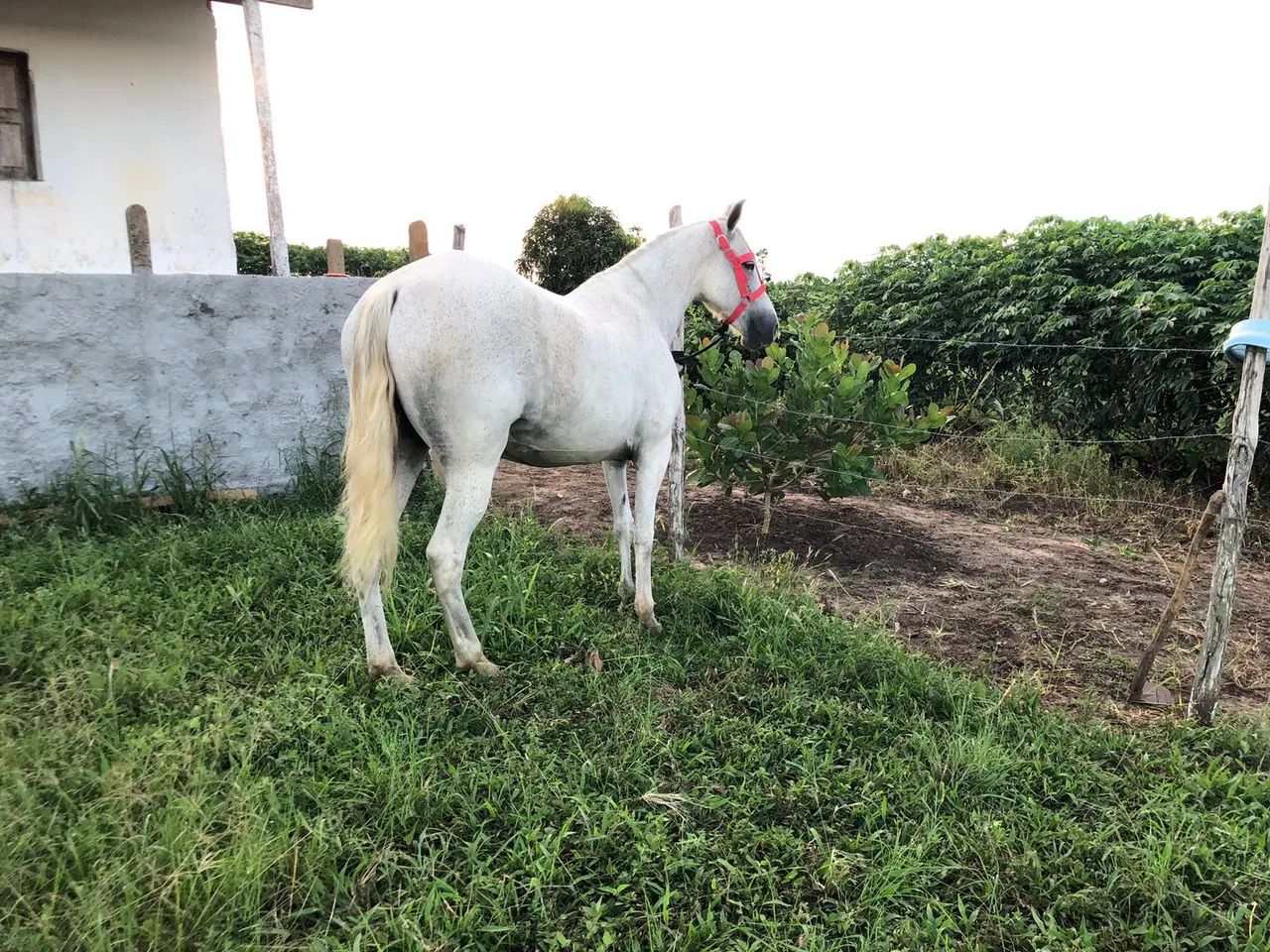 Egua mangalarga pra vender 