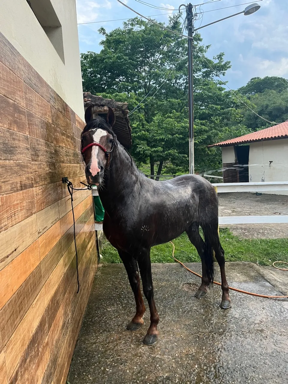 Cavalo Mangalarga Marchador para venda