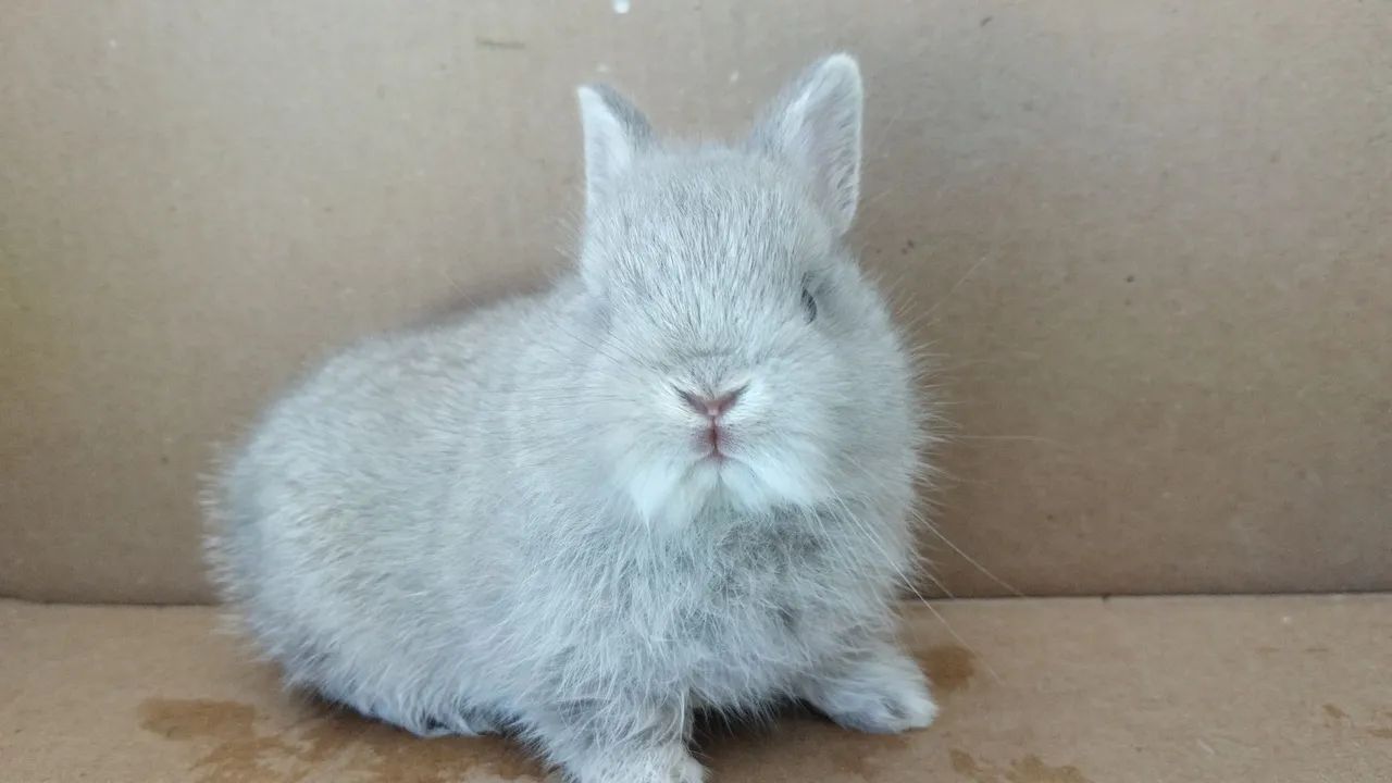 Mini Coelho - Foto 2