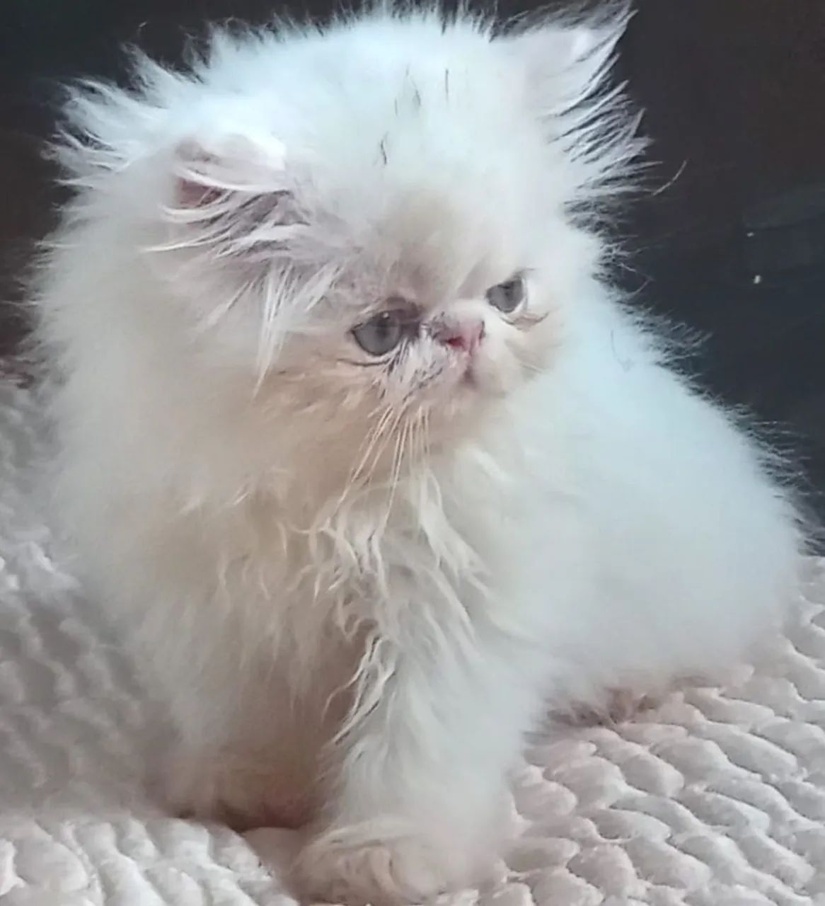 Lindos filhotes de gatos persas brancos puros.Parcelo.Entrego em Curitiba e região 