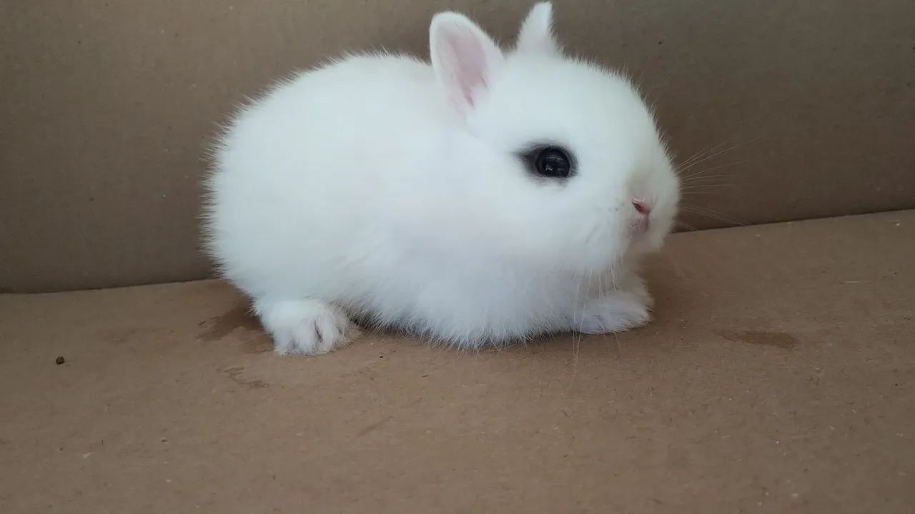 Mini Coelho - Foto 3