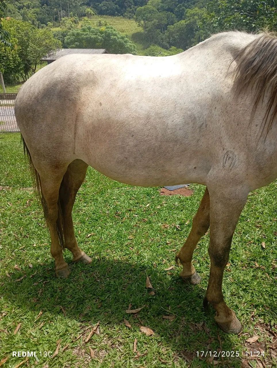 Vendo cavalo mangalarga domado de marcha trotiada fez 5 anos cavalo sem defeito  - Foto 3