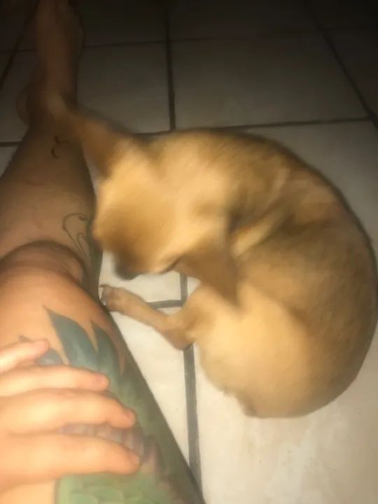 Lindo cachorrinho pinche n1  - Foto 4
